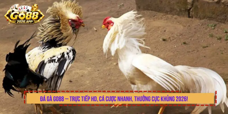 Đá Gà GO88 – Trực Tiếp HD, Cá Cược Nhanh, Thưởng Cực Khủng 2026!