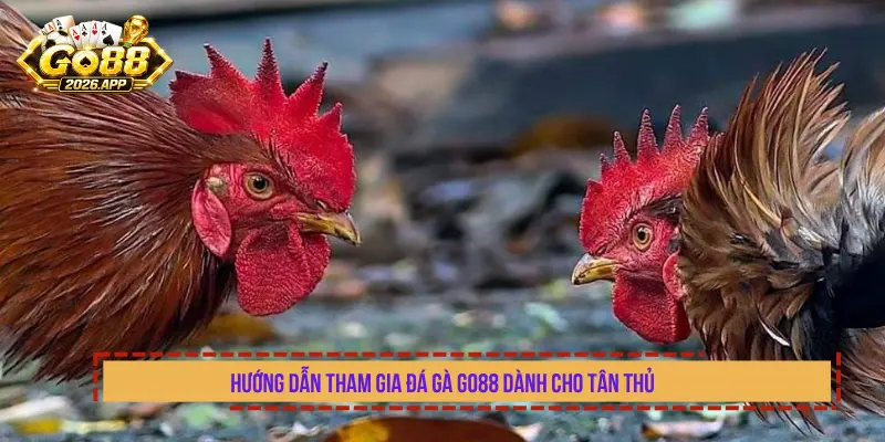 Hướng Dẫn Tham Gia Đá Gà Go88 Dành Cho Tân Thủ