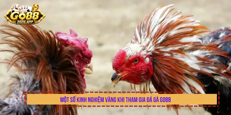Một Số Kinh Nghiệm Vàng Khi Tham Gia Đá Gà Go88
